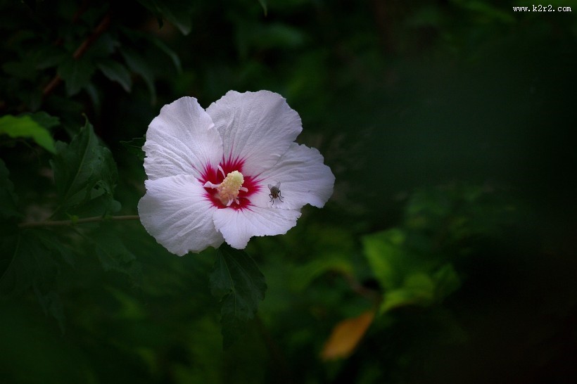 白色木槿花图片