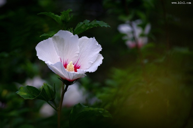 白色木槿花图片