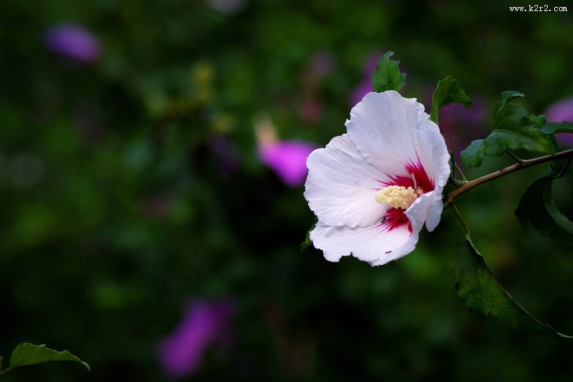 白色木槿花图片