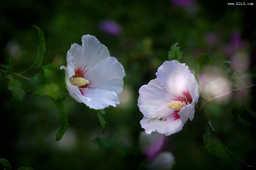 白色木槿花图片