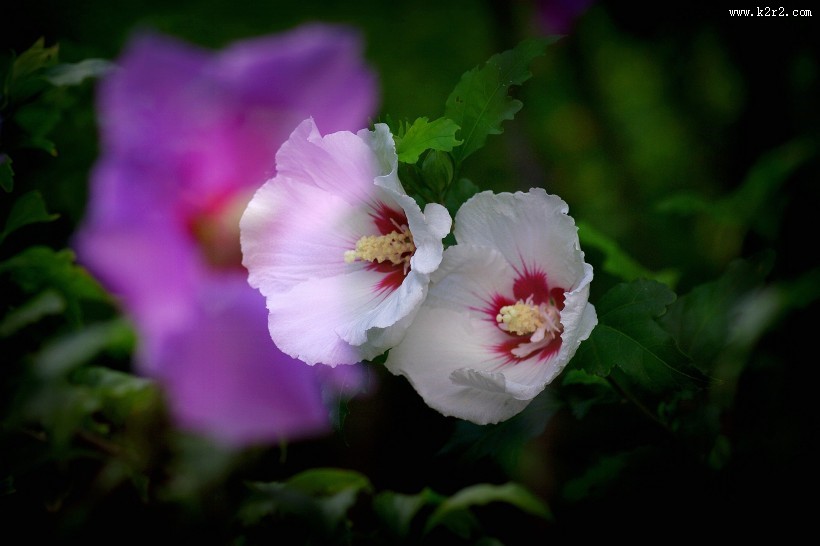 白色木槿花图片