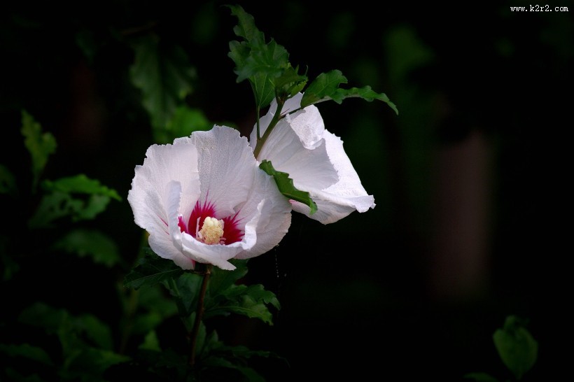 白色木槿花图片