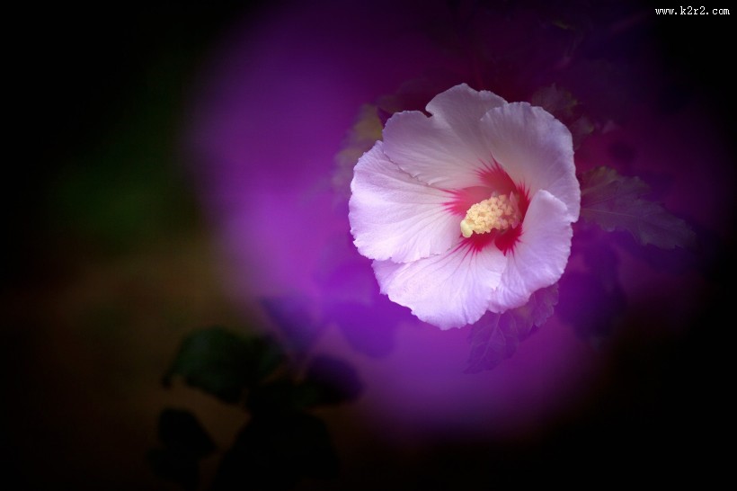 白色木槿花图片