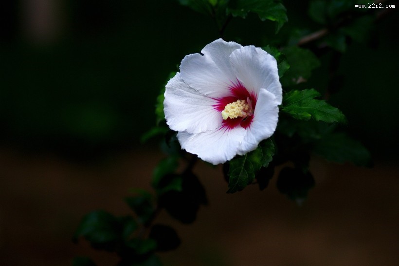 白色木槿花图片