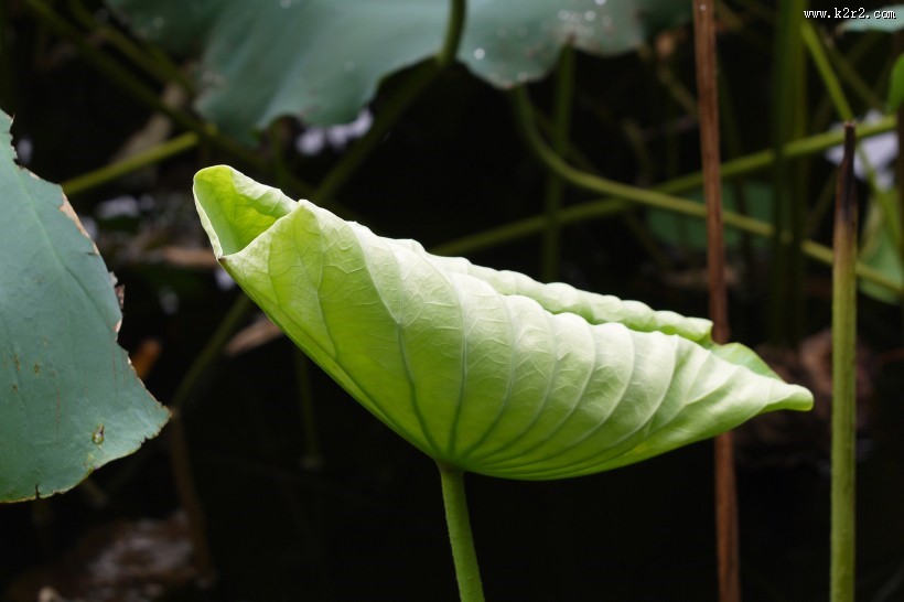清晨的荷花图片