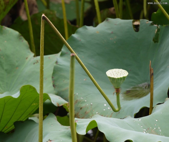 清晨的荷花图片