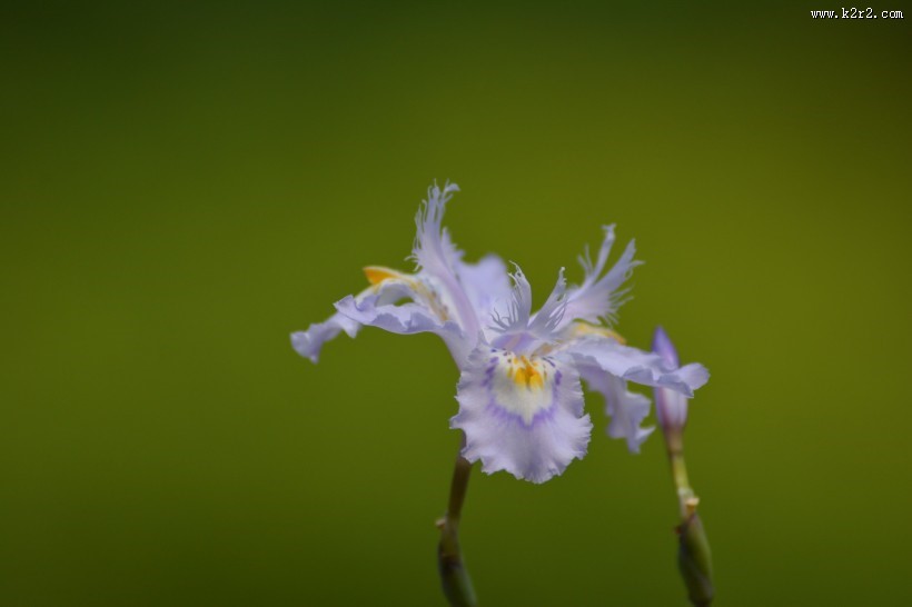 鸢尾花图片