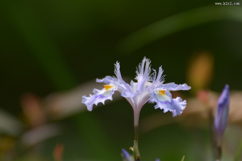鸢尾花图片