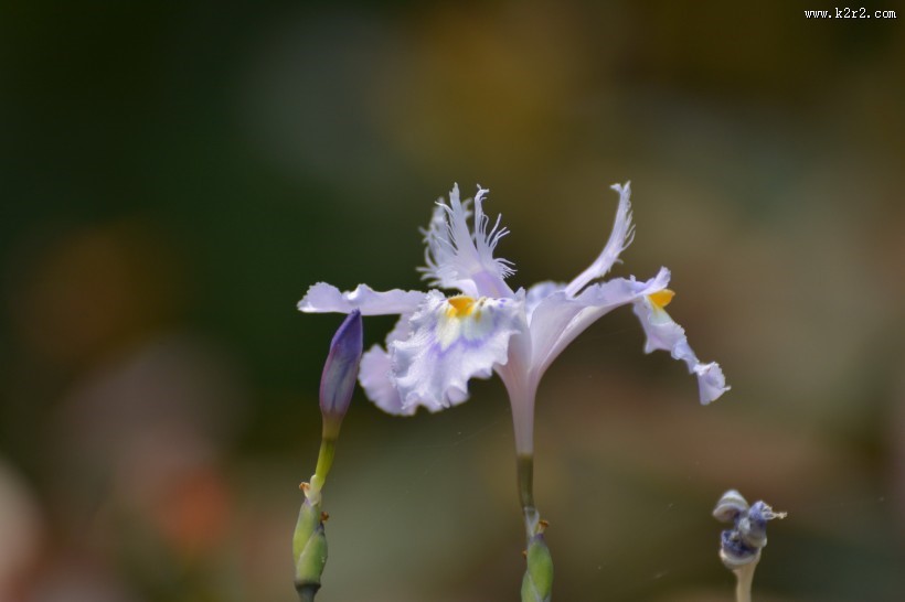 鸢尾花图片