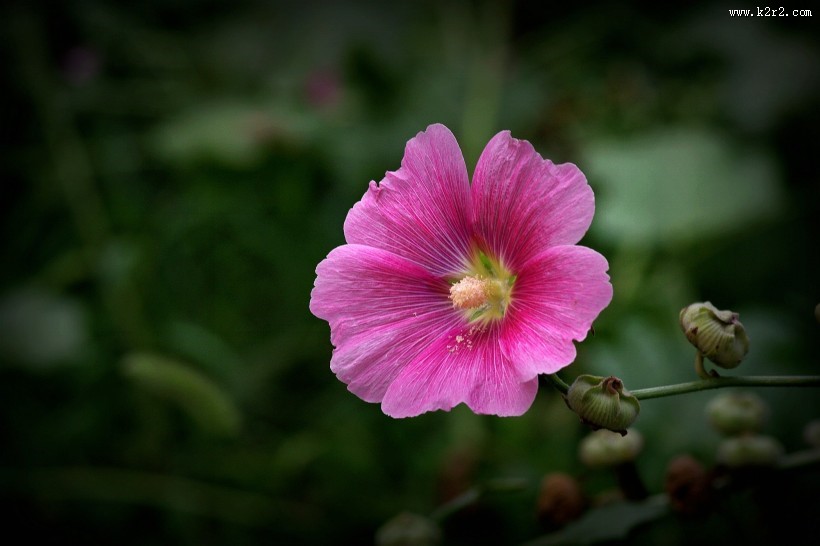 蜀葵花图片大全