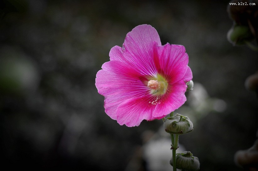 蜀葵花图片大全