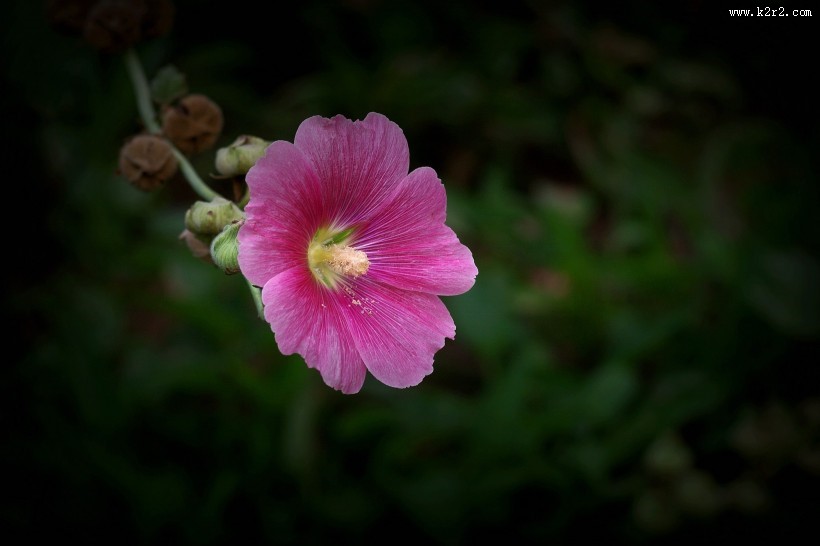 蜀葵花图片大全