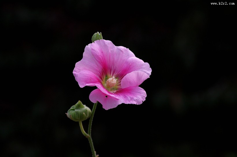 蜀葵花图片大全