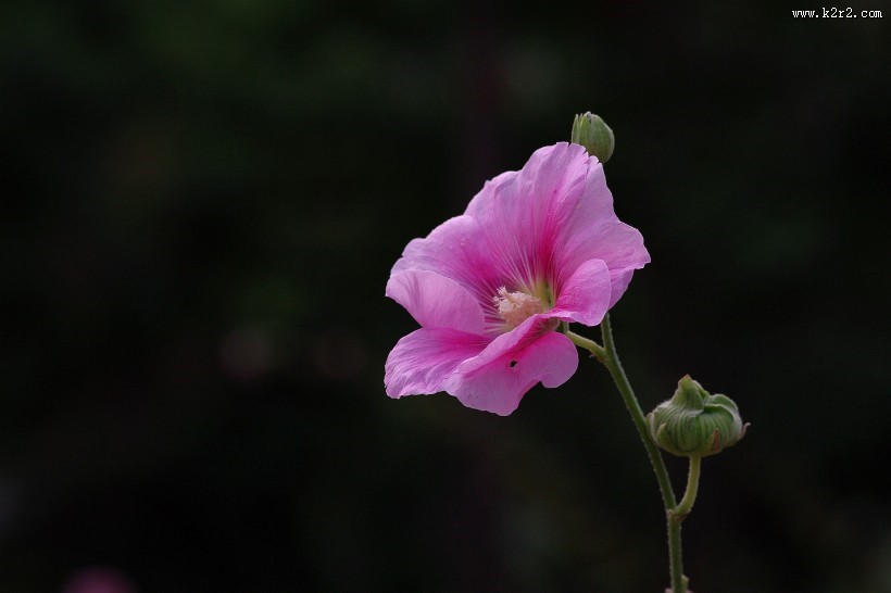 蜀葵花图片大全