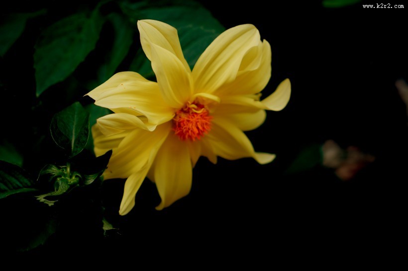 黄色大丽花图片