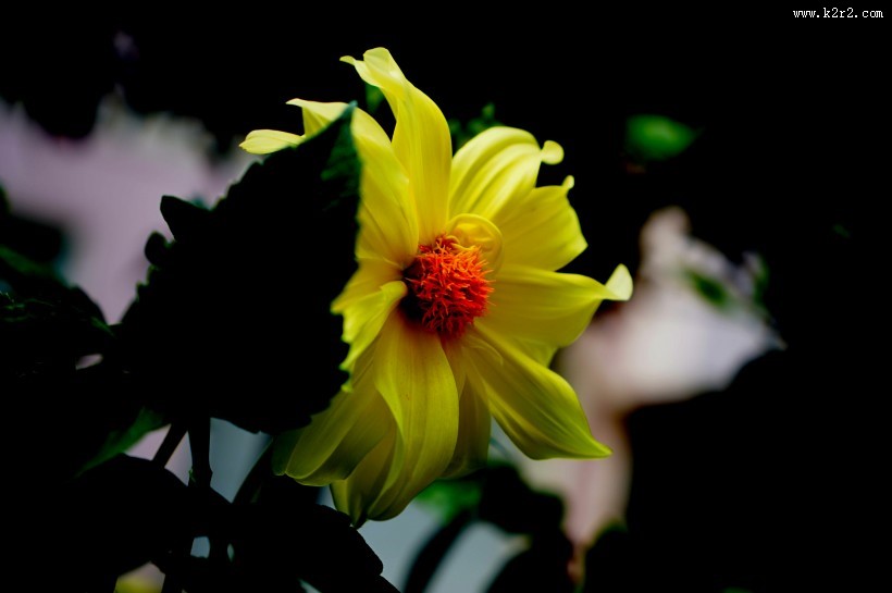 黄色大丽花图片