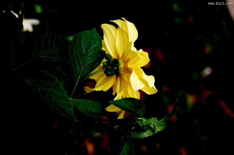 黄色大丽花图片