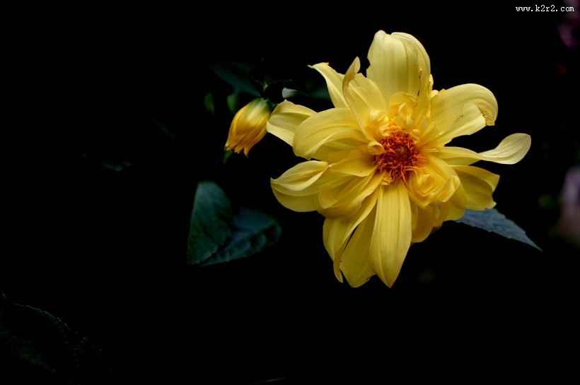 黄色大丽花图片