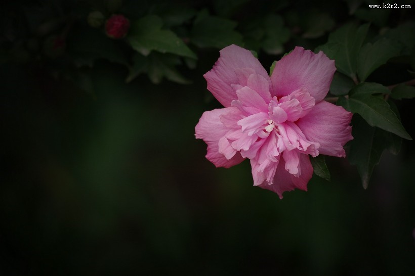 粉色木槿花图片