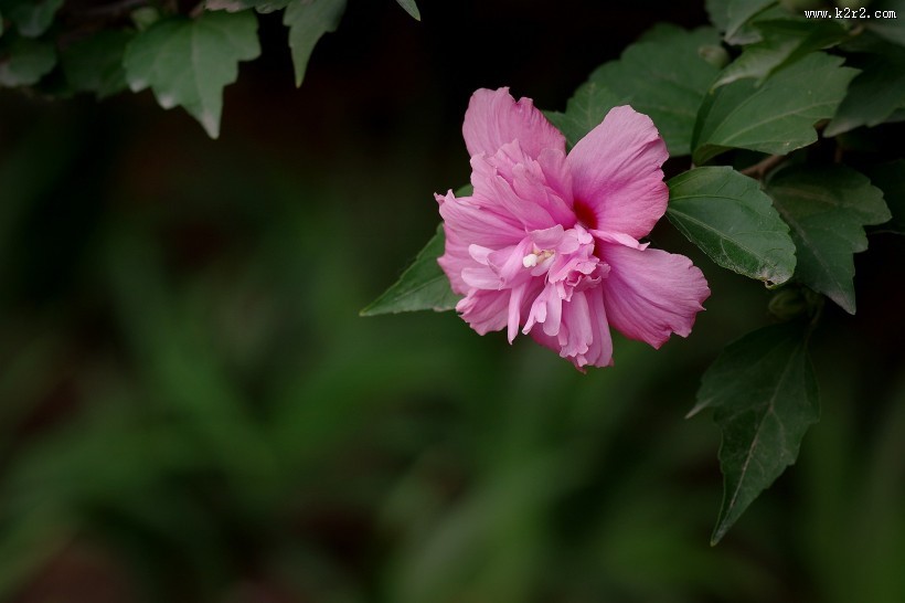粉色木槿花图片
