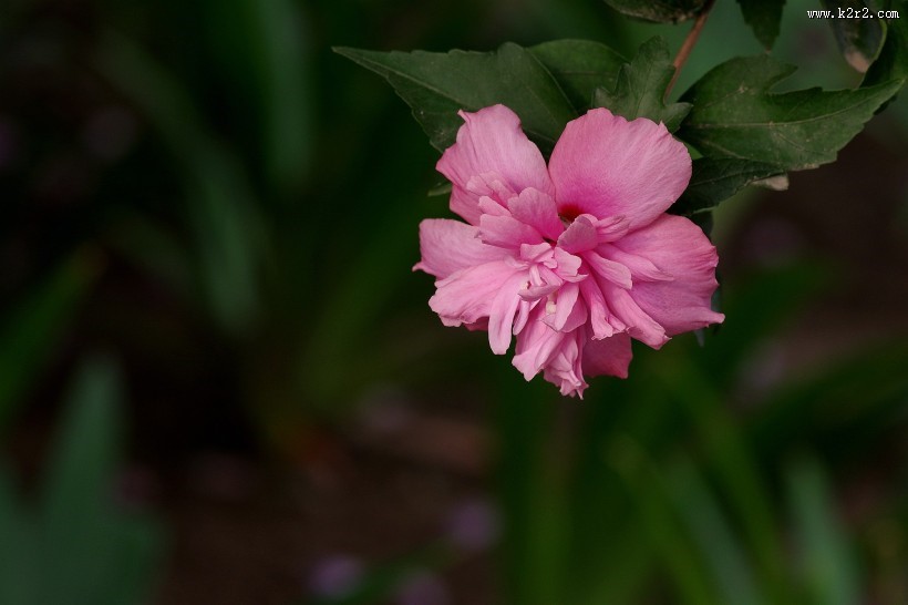 粉色木槿花图片