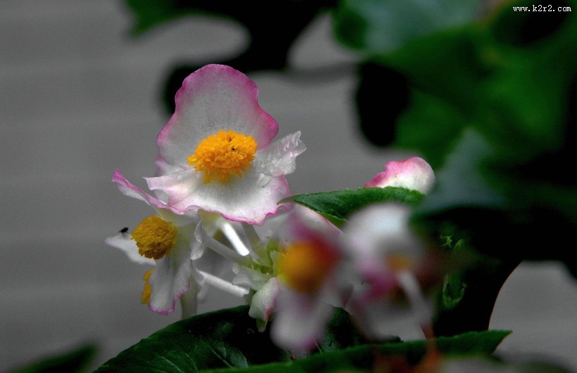 四季海棠花卉图片