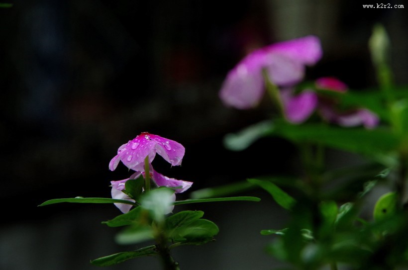 四季海棠花卉图片