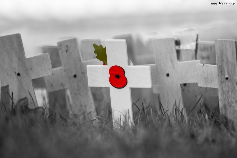 十字上的罂粟花图片