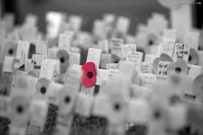 十字上的罂粟花图片