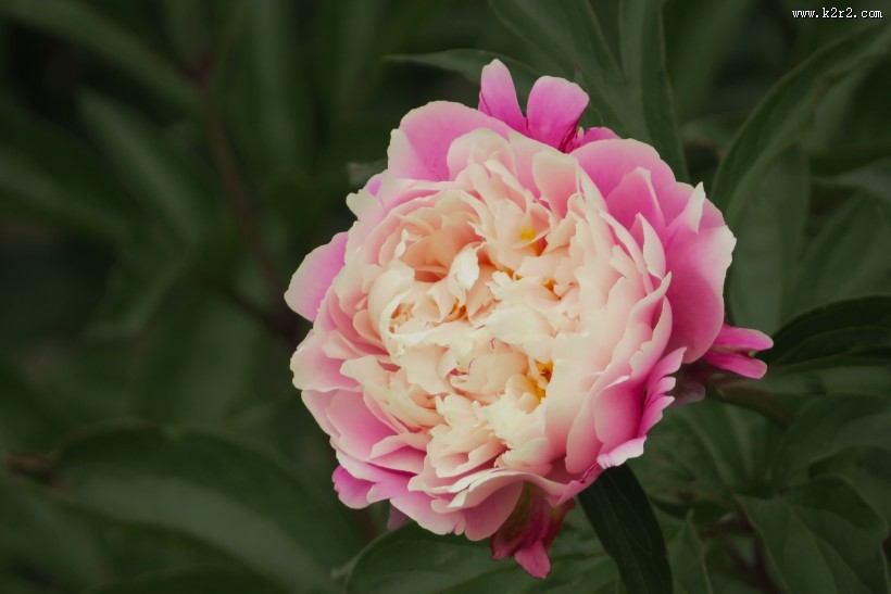 艳丽芍药花图片