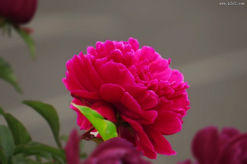 艳丽芍药花图片