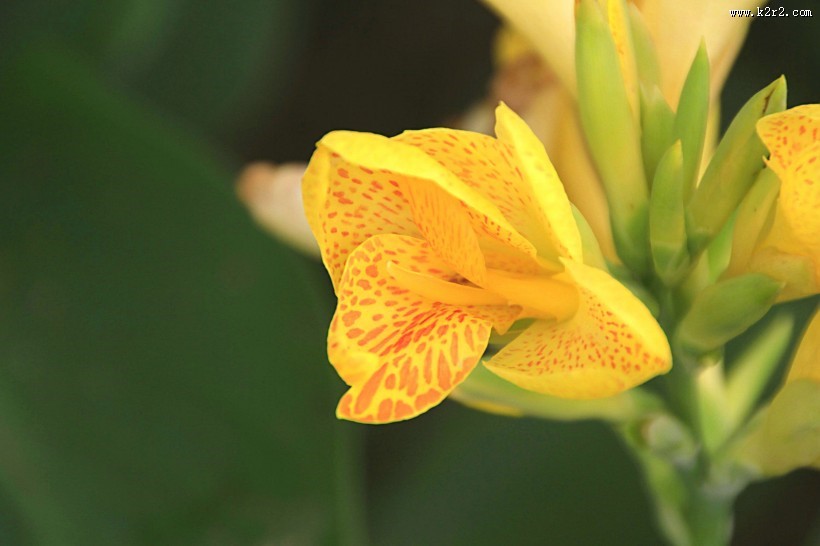 美人蕉图片大全