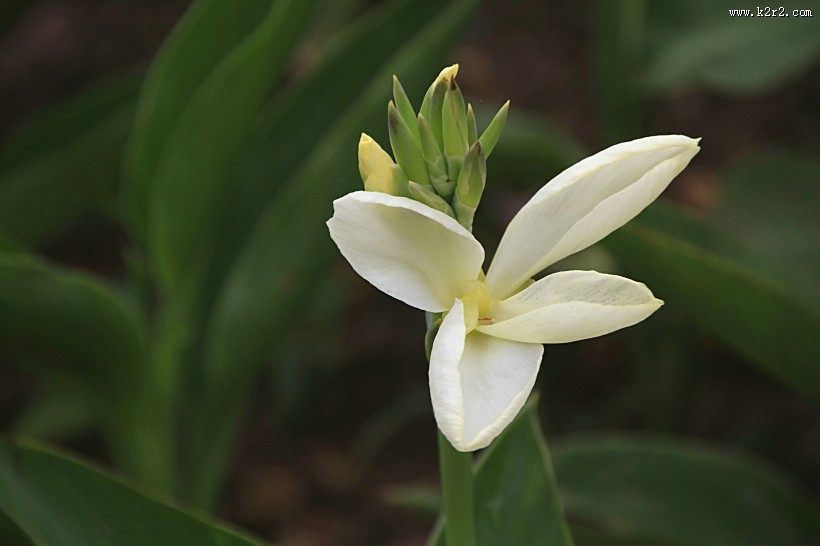 美人蕉图片大全