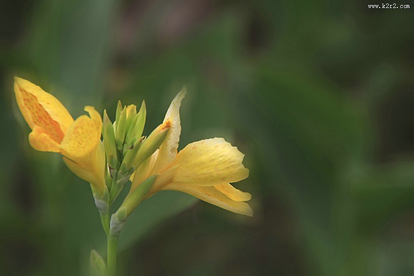 美人蕉图片大全