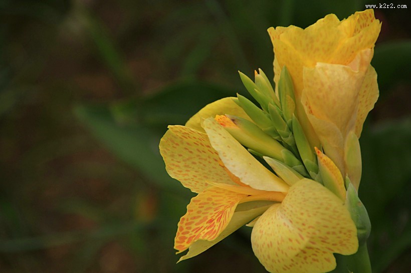 美人蕉图片大全