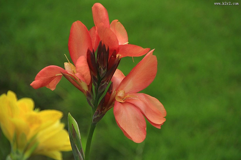 美人蕉图片大全