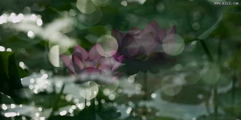 光影荷花图片大全
