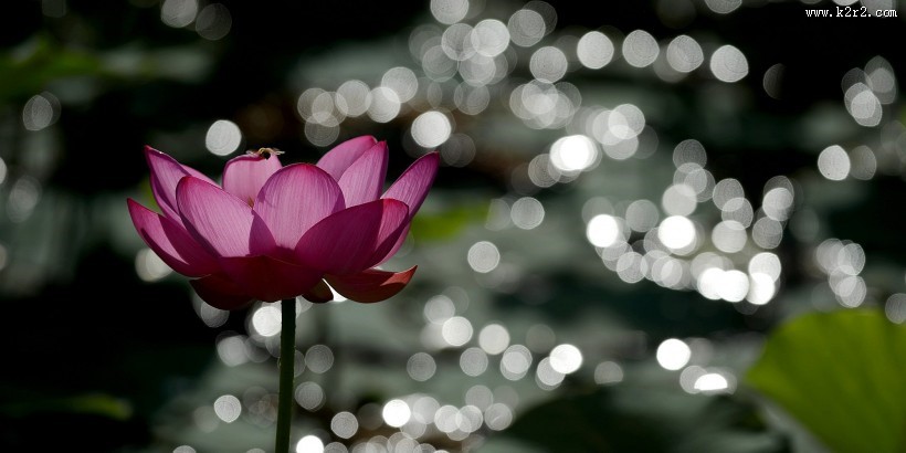 光影荷花图片大全
