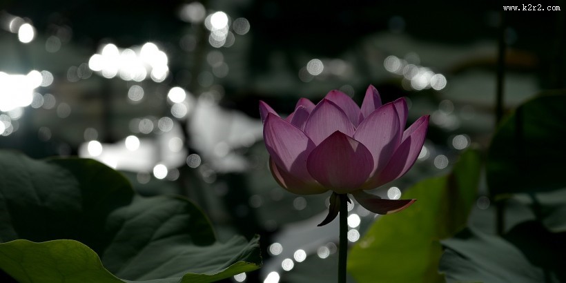 光影荷花图片大全
