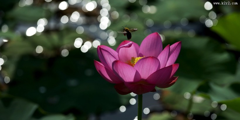 光影荷花图片大全