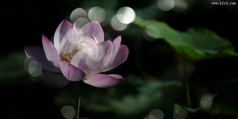 光影荷花图片大全