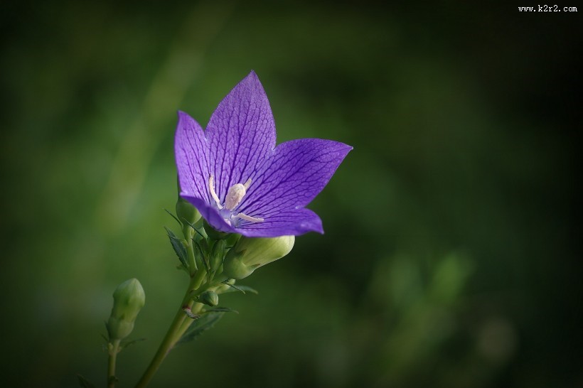 紫色桔梗花图片