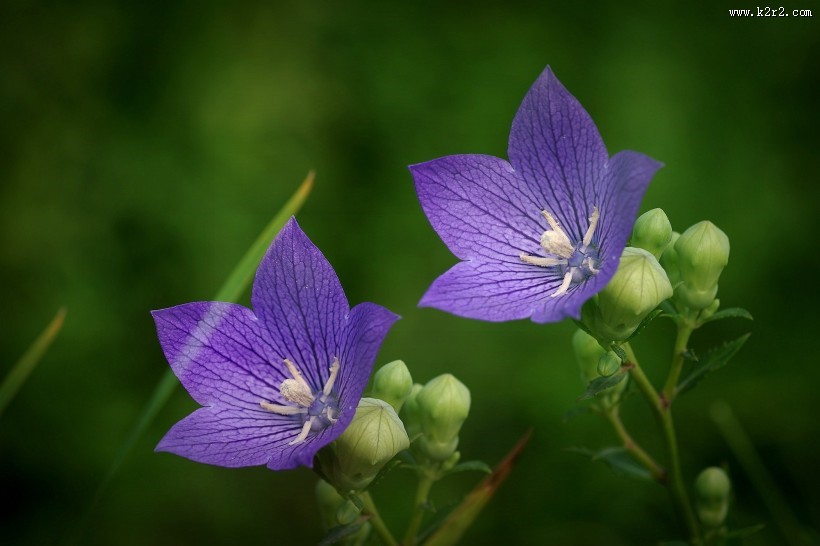 紫色桔梗花图片