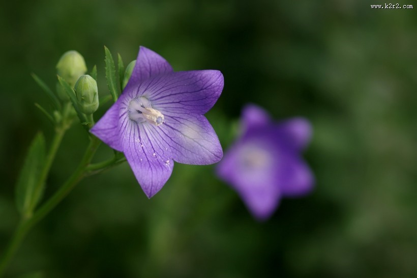 紫色桔梗花图片