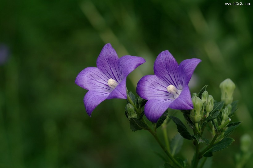 紫色桔梗花图片