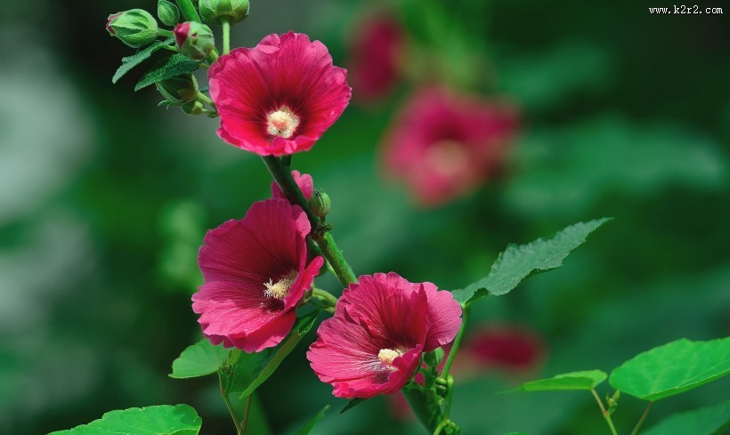 蜀葵花图片