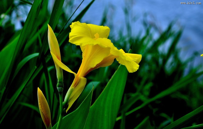 美人蕉图片大全