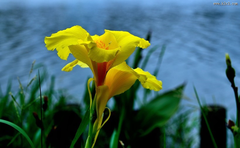 美人蕉图片大全