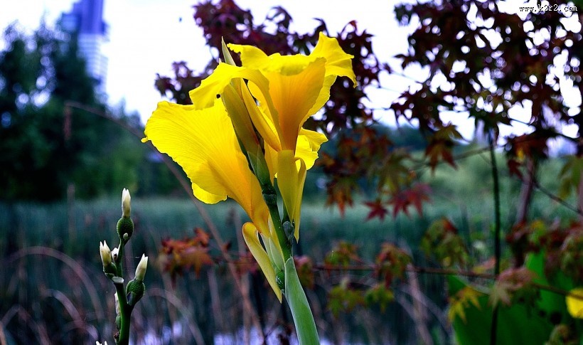 美人蕉图片大全