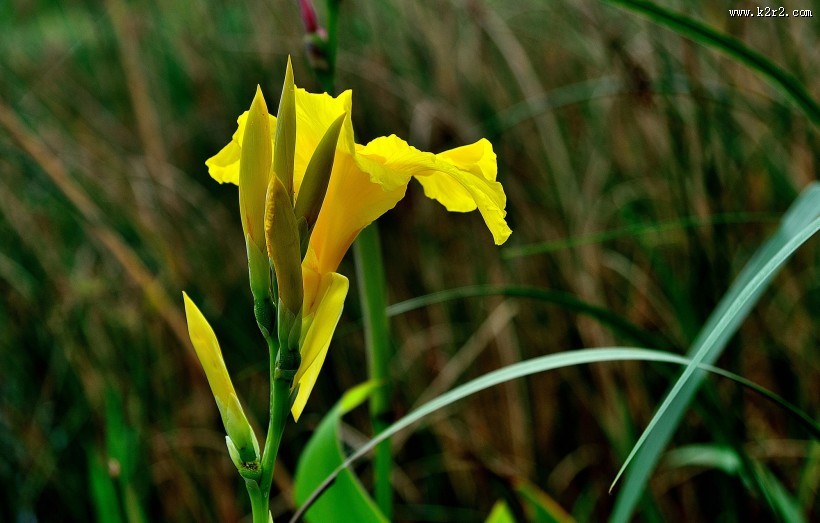 美人蕉图片大全